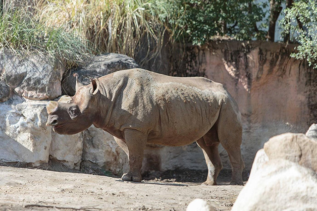 【ここでしか会えない動物たちも！】天王寺動物園でかわいい動物たちに癒される