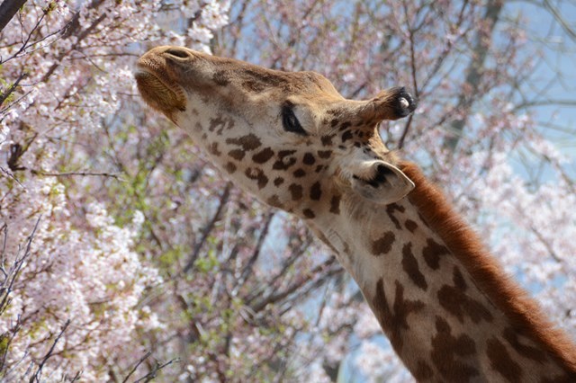 【徹底解説】神戸市立王子動物園の魅力とは！日本で唯一パンダとコアラに会える場所！