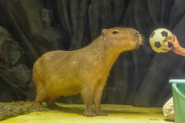 【徹底取材】竹島水族館 アクセスから周辺の観光地、ランチスポットまでご紹介