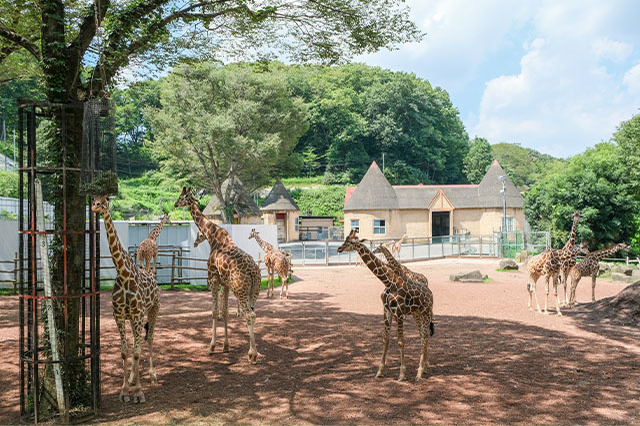 多摩動物公園で会えてよかった15種の動物たち