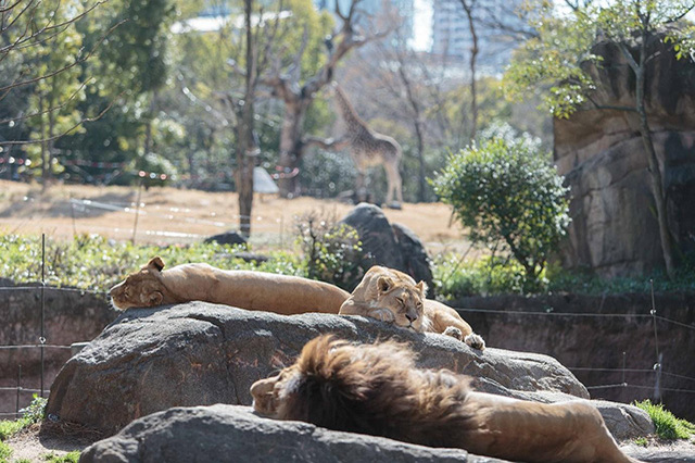 【ここでしか会えない動物たちも！】天王寺動物園でかわいい動物たちに癒される