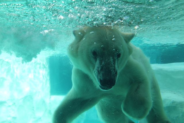 上野動物園を2時間で思いっきり満喫！時間がなくても楽しめる方法教えます