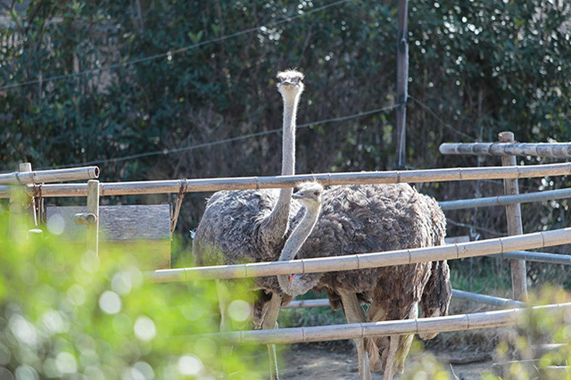 【ここでしか会えない動物たちも！】天王寺動物園でかわいい動物たちに癒される