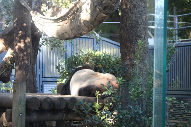 上野動物園を2時間で思いっきり満喫！時間がなくても楽しめる方法教えます