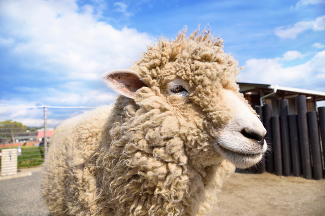 かわいい動物たちとのふれあいがいっぱい！ 一日中思いっきり遊べる「マザー牧場」に行こう