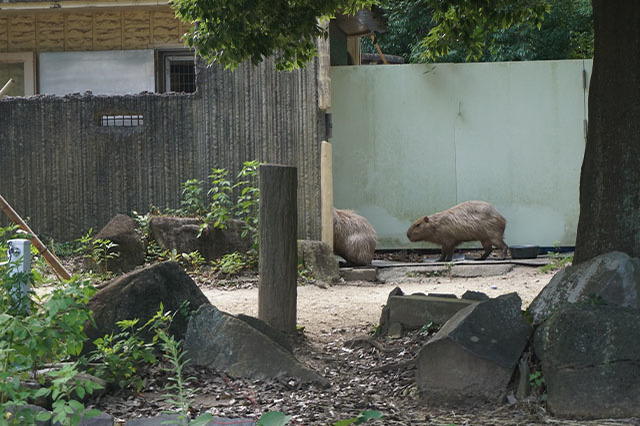 ここでしか見られない希少動物の宝庫！ 横浜「金沢動物園」を徹底解説