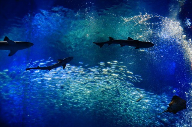 【徹底解説】アクアワールド茨城県大洗水族館の魅力とは！ショー・イベントから基本情報まで