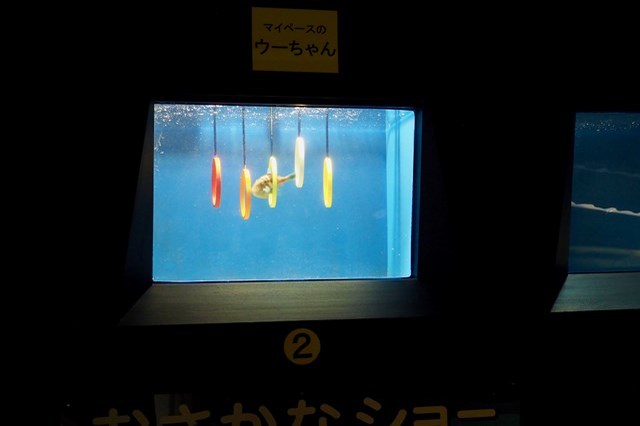 【徹底取材】日本最古の水族館、魚津水族館を100倍楽しむためのガイド！