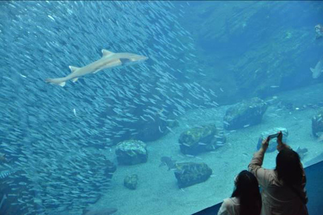 目の前に広がる海の世界は驚きと感動の連続！仙台うみの杜水族館の魅力を徹底レポ