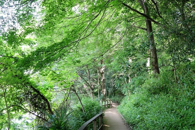 武蔵野の自然が残る石神井公園を散策！石神井池・三宝寺池の周辺見どころを紹介