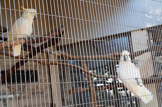 入園料無料が嬉しい！「夢見ヶ崎動物公園」の見どころやアクセス方法を徹底解説