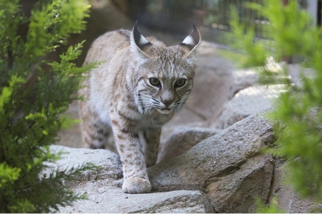 【徹底解説】神戸市立王子動物園の魅力とは！日本で唯一パンダとコアラに会える場所！