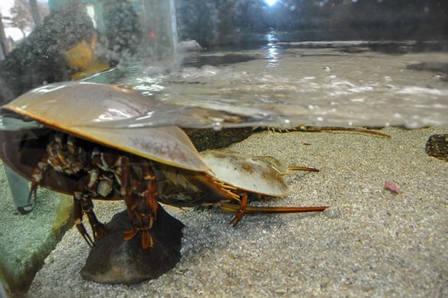 【徹底取材】竹島水族館 アクセスから周辺の観光地、ランチスポットまでご紹介