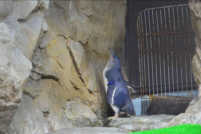 目の前に広がる海の世界は驚きと感動の連続！仙台うみの杜水族館の魅力を徹底レポ