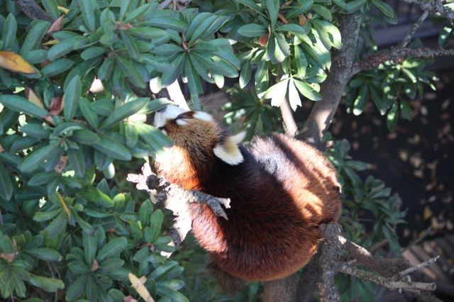 上野動物園を2時間で思いっきり満喫！時間がなくても楽しめる方法教えます