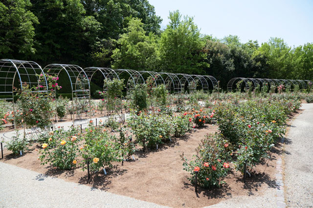 世界最大級のバラ園！花フェスタ記念公園を徹底レポート