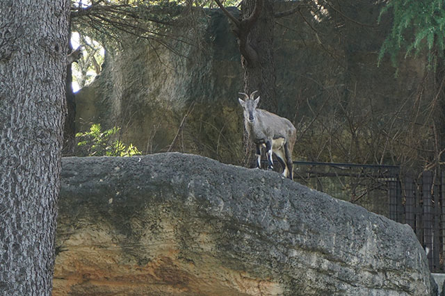 ここでしか見られない希少動物の宝庫！ 横浜「金沢動物園」を徹底解説