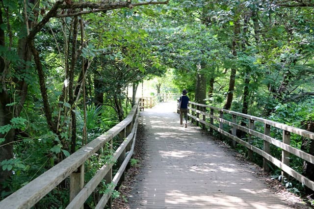 武蔵野の自然が残る石神井公園を散策！石神井池・三宝寺池の周辺見どころを紹介