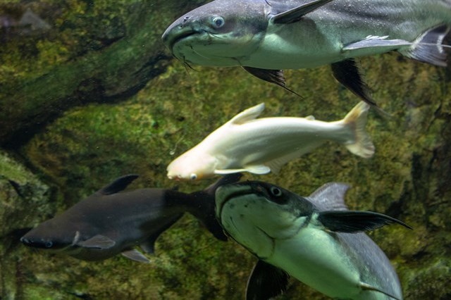 【徹底取材】さいたま水族館の魅力解説！ アクセスから周辺の観光地情報まで