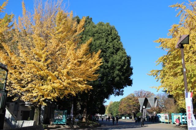 上野動物園を2時間で思いっきり満喫！時間がなくても楽しめる方法教えます