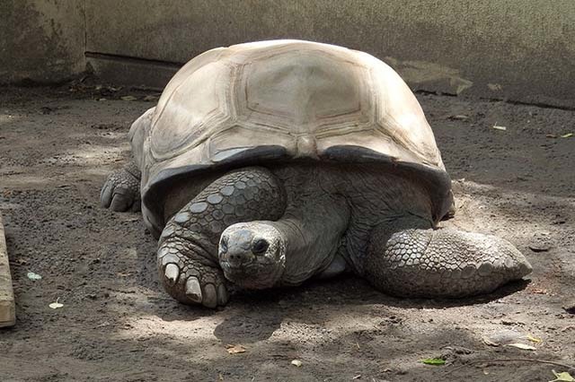 入園料無料が嬉しい！「夢見ヶ崎動物公園」の見どころやアクセス方法を徹底解説