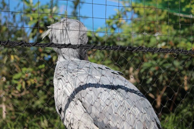 上野動物園を2時間で思いっきり満喫！時間がなくても楽しめる方法教えます