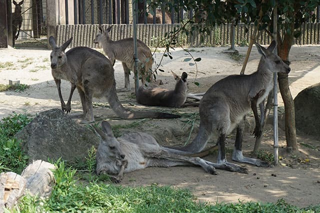 ここでしか見られない希少動物の宝庫！ 横浜「金沢動物園」を徹底解説