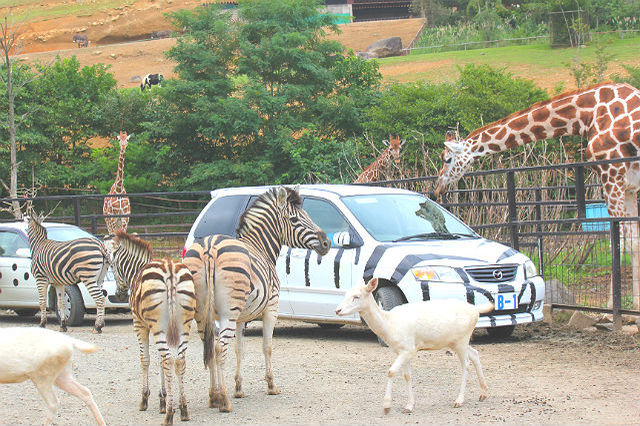 【割引あり】東北サファリパークの魅力を徹底解剖！動物たちのショーやエサやり、食事情報まで