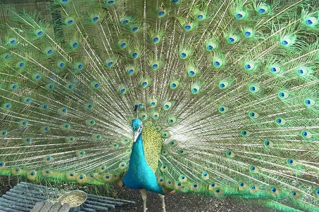 入園料無料が嬉しい！「夢見ヶ崎動物公園」の見どころやアクセス方法を徹底解説