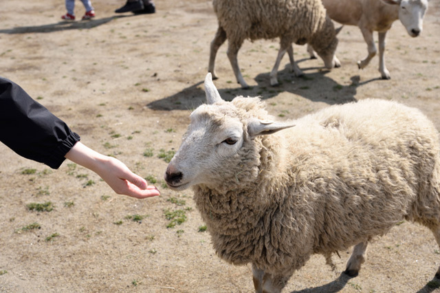 かわいい動物たちとのふれあいがいっぱい！ 一日中思いっきり遊べる「マザー牧場」に行こう