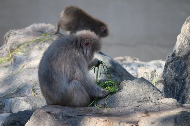 上野動物園を2時間で思いっきり満喫！時間がなくても楽しめる方法教えます