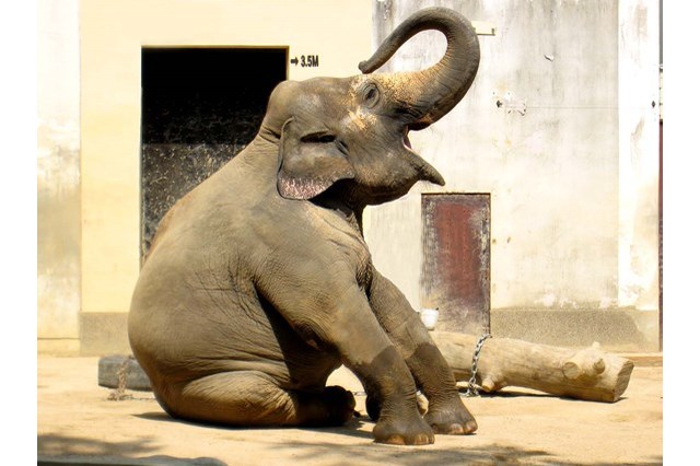 【徹底解説】神戸市立王子動物園の魅力とは！日本で唯一パンダとコアラに会える場所！