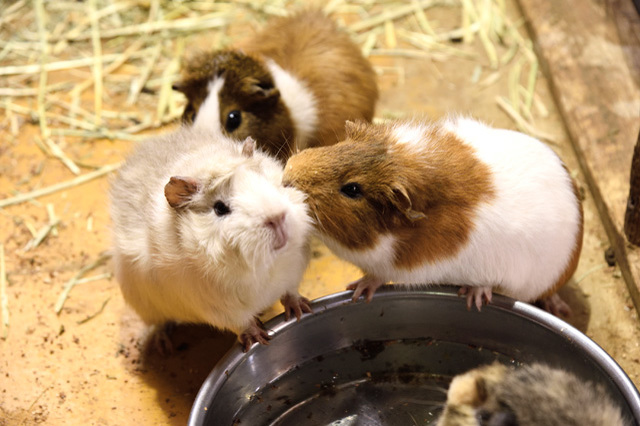 かわいい動物たちとのふれあいがいっぱい！ 一日中思いっきり遊べる「マザー牧場」に行こう