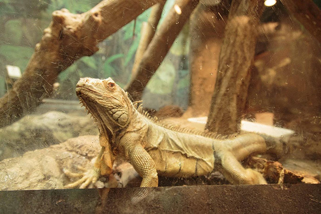 【ここでしか会えない動物たちも！】天王寺動物園でかわいい動物たちに癒される