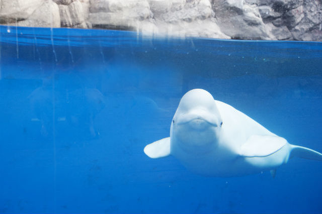 上越市立水族博物館 うみがたりの魅力！ 割引情報からおすすめスポット、混雑情報まで一挙紹介