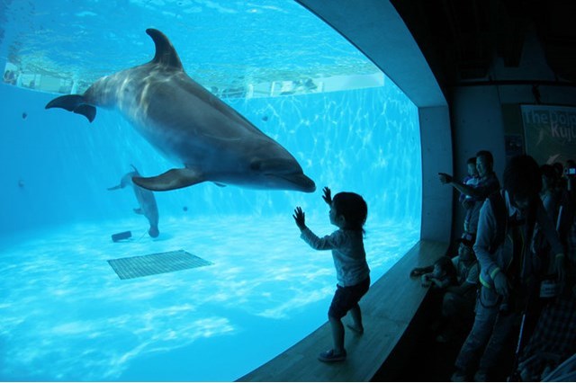 九十九島水族館海きらら地域密着型水族館を徹底紹介！