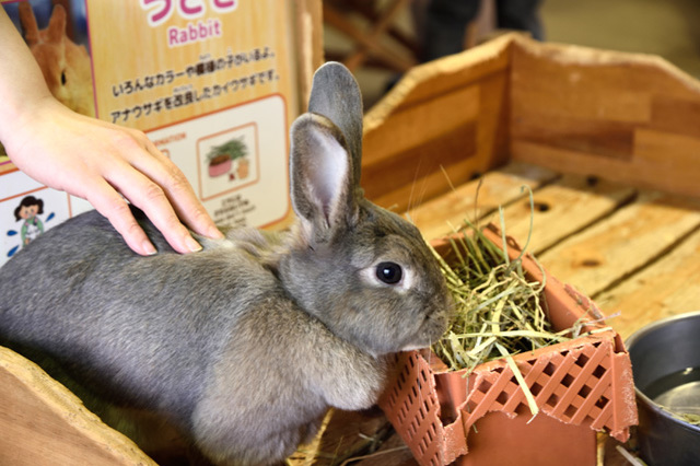 かわいい動物たちとのふれあいがいっぱい！ 一日中思いっきり遊べる「マザー牧場」に行こう