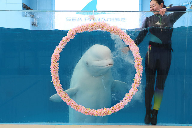 かわいい生きものたちと華麗な海中桜！「シーパラ」のお花見は親子そろって胸キュンが止まらない