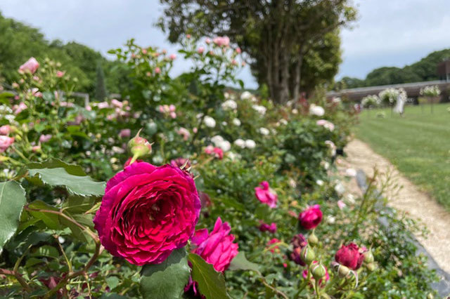 世界最大級のバラ園！花フェスタ記念公園を徹底レポート