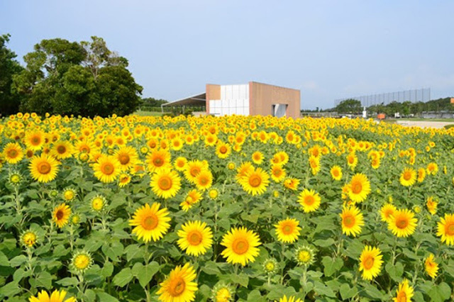 【写真映えスポットもいっぱい】四季折々の花が咲き誇る！浜名湖ガーデンパークを徹底レポート