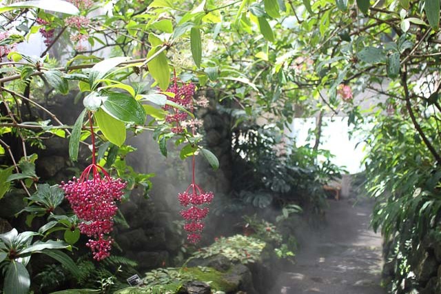 雨でも「そとへのお出かけ気分」を感じられるスポット！都内の温室植物園3選