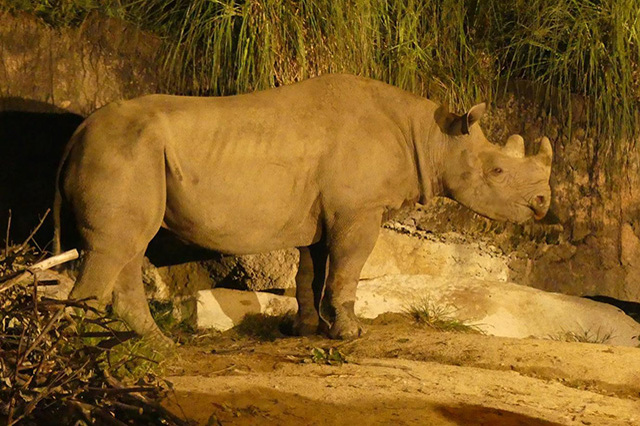 【ここでしか会えない動物たちも！】天王寺動物園でかわいい動物たちに癒される