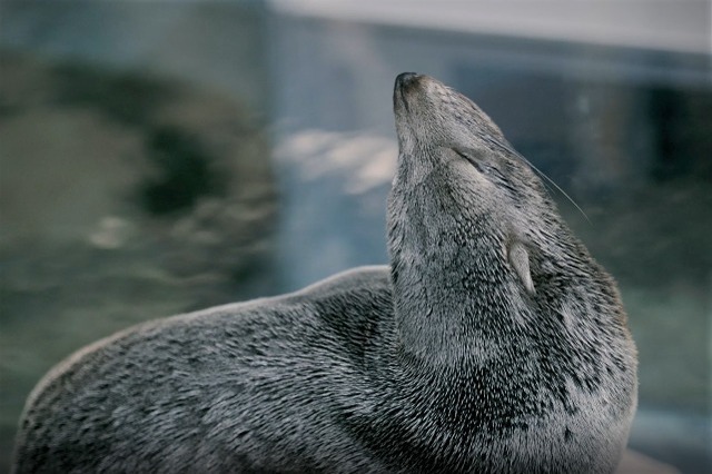 アザラシやペンギンの寝る姿にキュン！幻想的な夜の水族館で生き物たちの秘密に迫っちゃおう