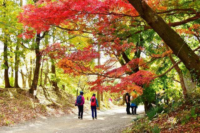 標高は低くても満足度抜群！神奈川県でおすすめの低山ハイキングスポット3選【極私的おでかけ百景 #9】