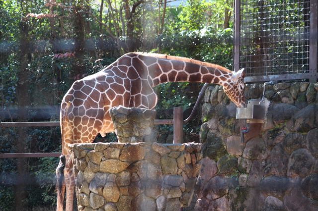 上野動物園を2時間で思いっきり満喫！時間がなくても楽しめる方法教えます