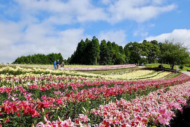 魅力的な遊びがいっぱい！東京ドイツ村の楽しみ方を徹底解説！