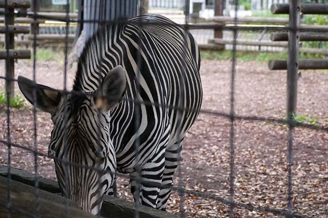 入園料無料が嬉しい！「夢見ヶ崎動物公園」の見どころやアクセス方法を徹底解説