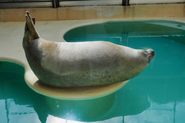 【徹底取材】日本最古の水族館、魚津水族館を100倍楽しむためのガイド！