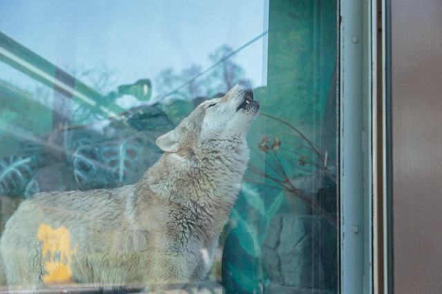 【ここでしか会えない動物たちも！】天王寺動物園でかわいい動物たちに癒される