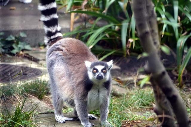 入園料無料が嬉しい！「夢見ヶ崎動物公園」の見どころやアクセス方法を徹底解説